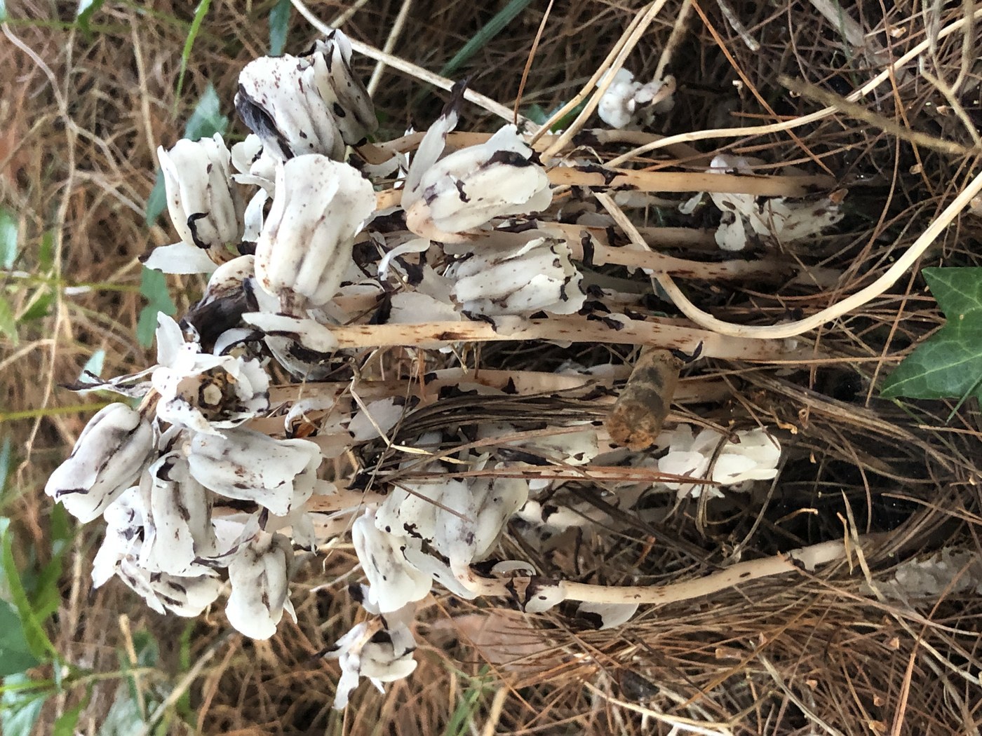 How to Care for Indian Pipe
