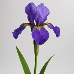 Iris Identification Guide