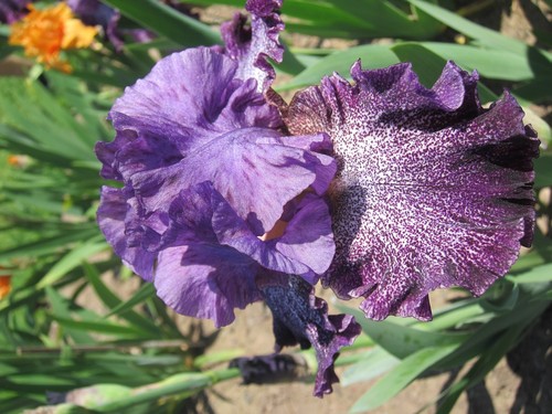 Iris