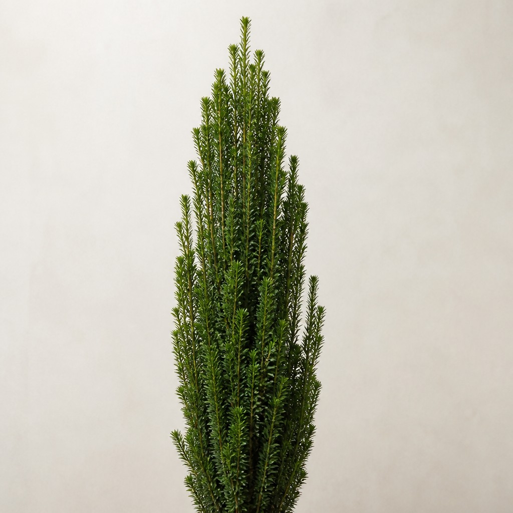 Irish Yew