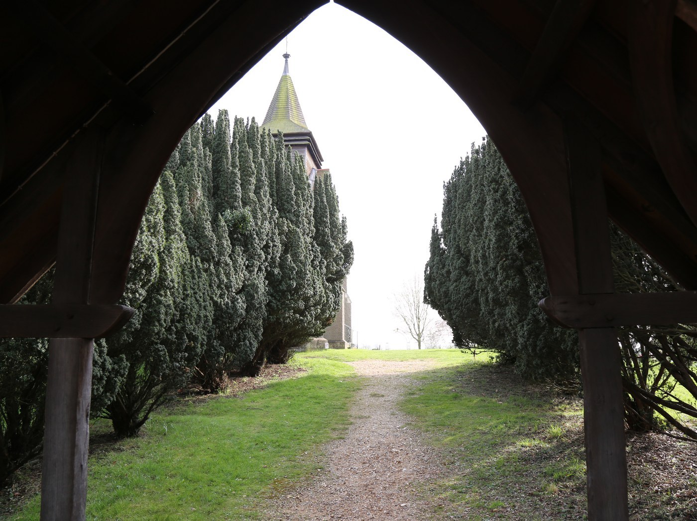 How to Care for Irish Yew
