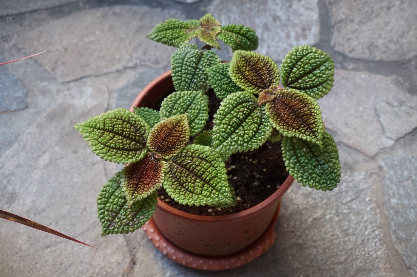 How to Care for Iron Cross Begonia