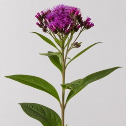 Ironweed Identification Guide
