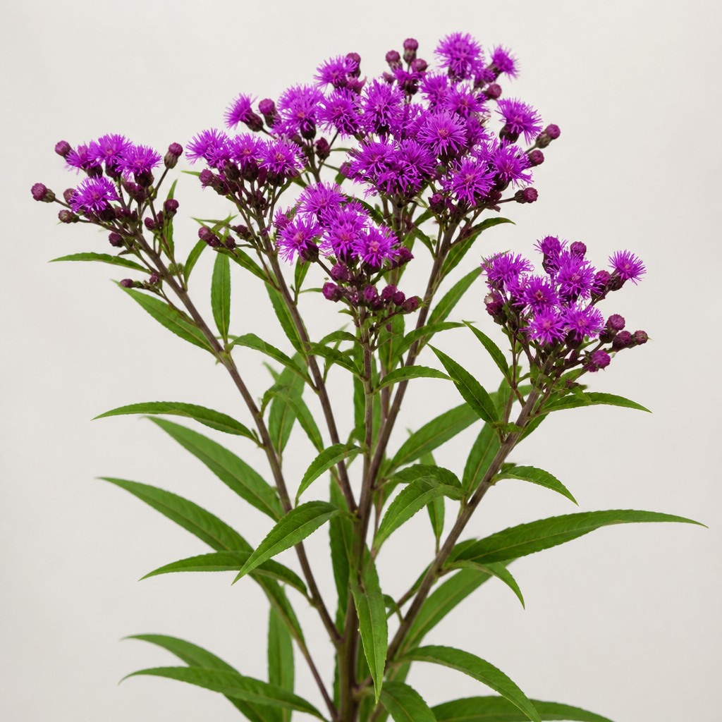 Ironweed
