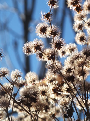 Ironweed