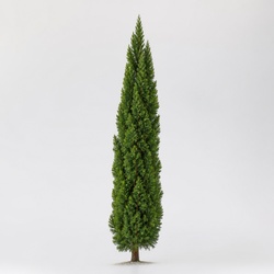 Italian Cypress Identification Guide