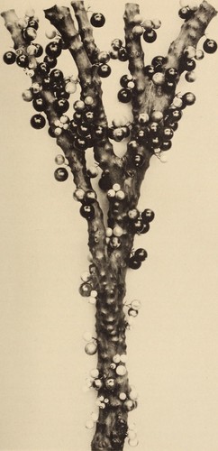 Jabuticaba