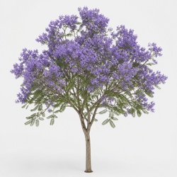 Jacaranda Identification Guide