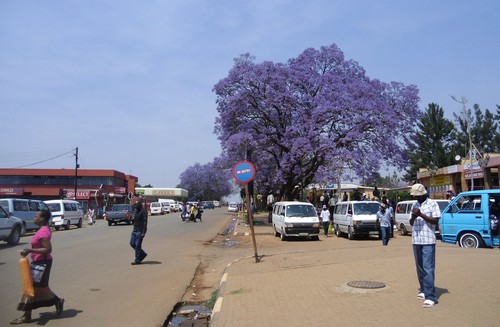 Jacaranda