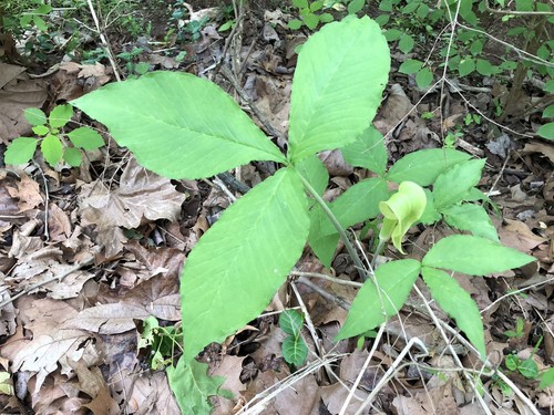 Jack-in-the-Pulpit