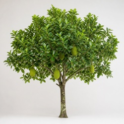 Jackfruit Tree Identification Guide