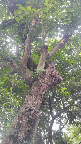 Jackfruit Tree