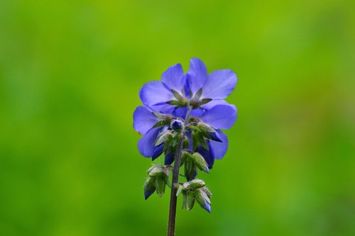 Jacob's Ladder