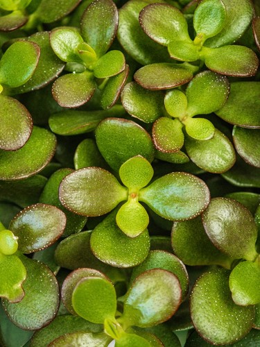 Jade Plant
