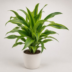 Janet Craig Dracaena Identification Guide