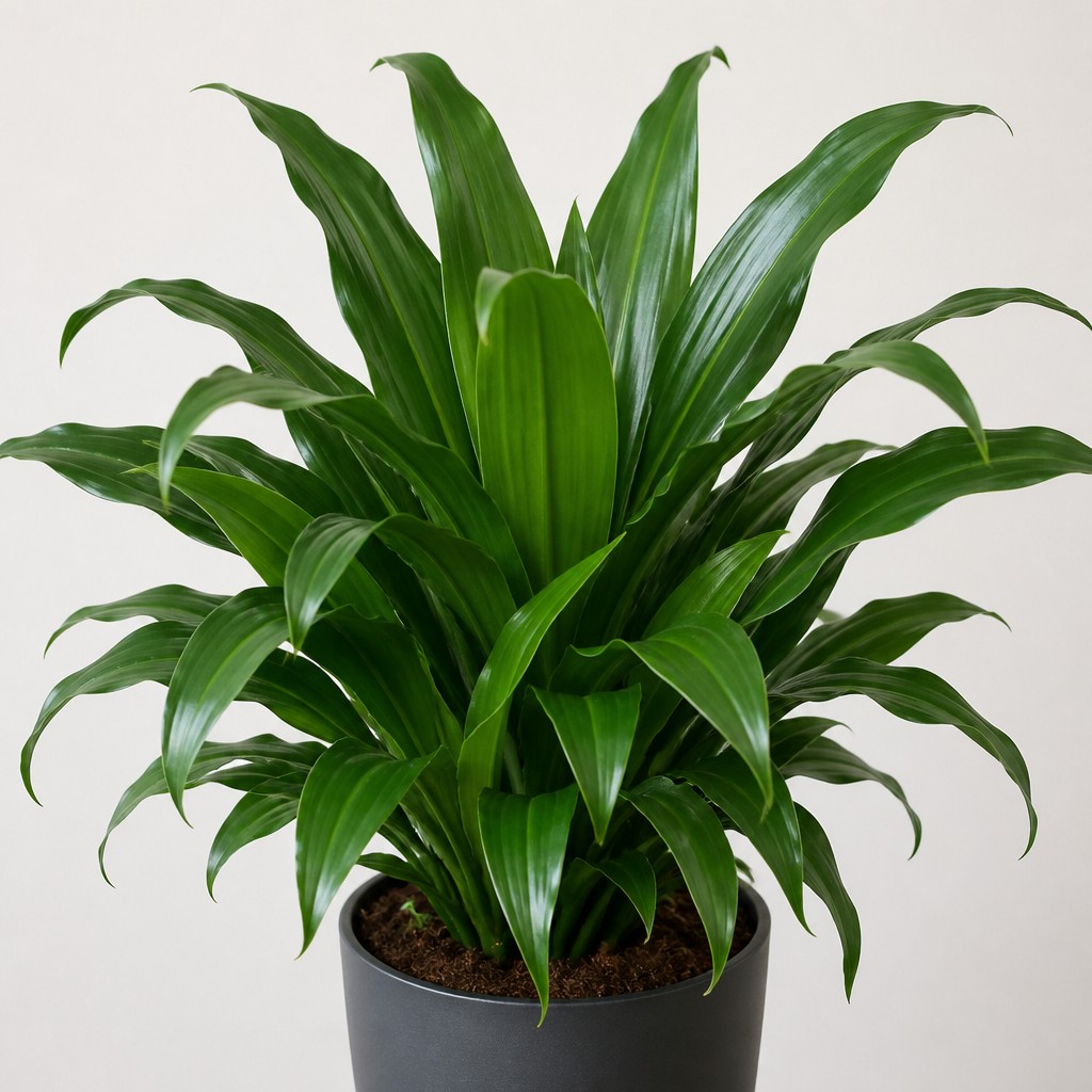 Janet Craig Dracaena