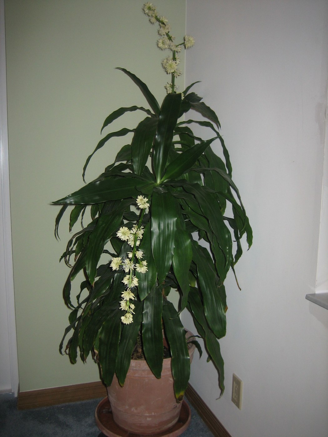 How to Care for Janet Craig Dracaena