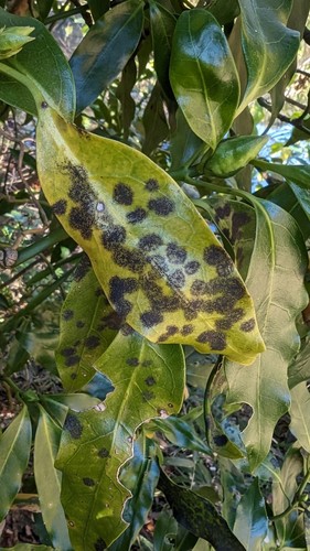 Japanese Aucuba