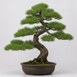 Japanese Black Pine Identification Guide