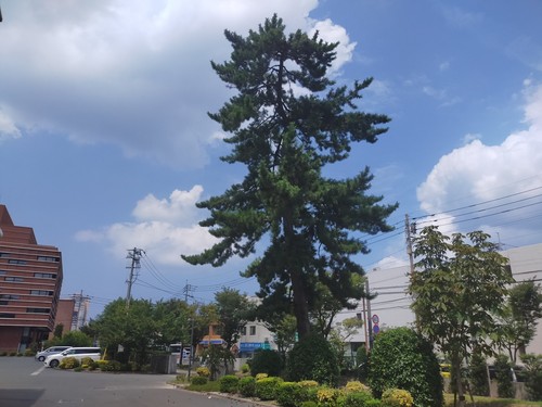 Japanese Black Pine