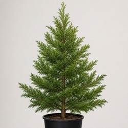 Japanese Cedar Identification Guide