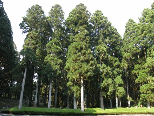 Japanese Cedar