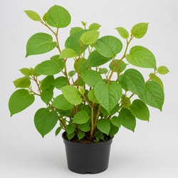 Japanese Knotweed Identification Guide