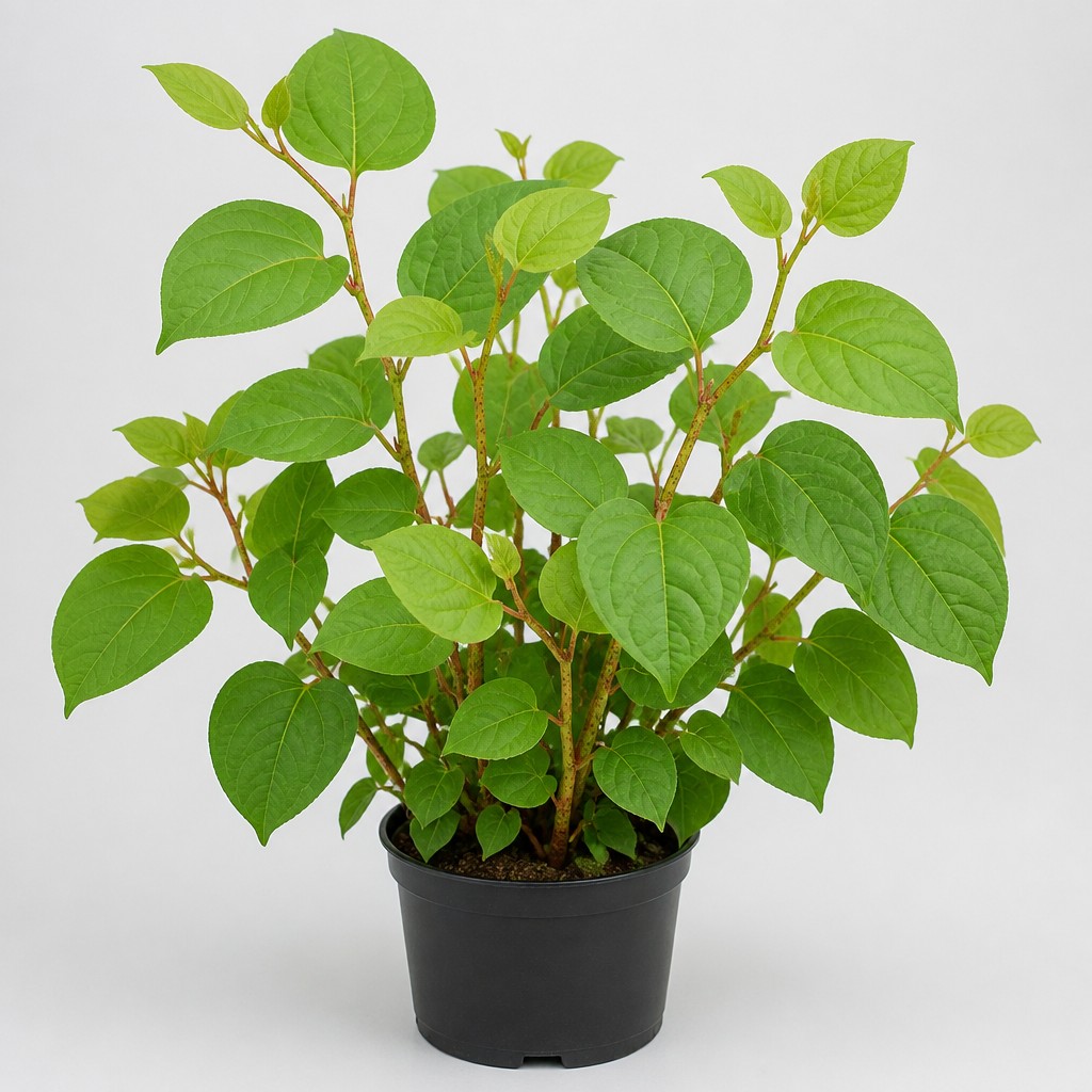Japanese Knotweed