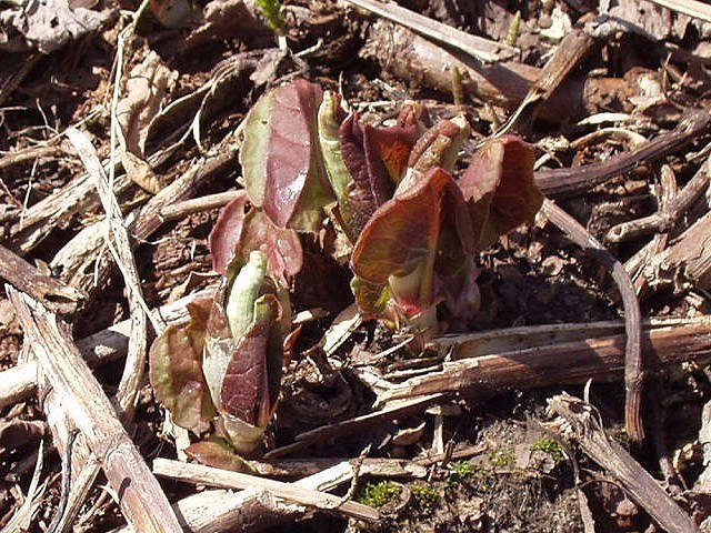 How to Care for Japanese Knotweed