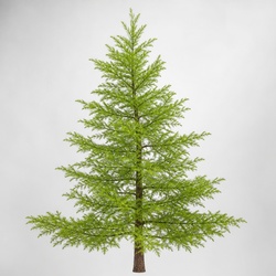 Japanese Larch Identification Guide