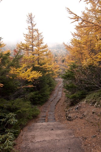 Japanese Larch
