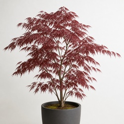 Japanese Maple Identification Guide