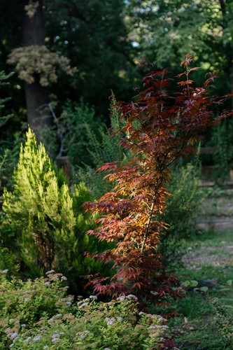 Japanese Maple