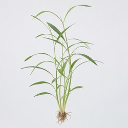 Japanese Stiltgrass Identification Guide
