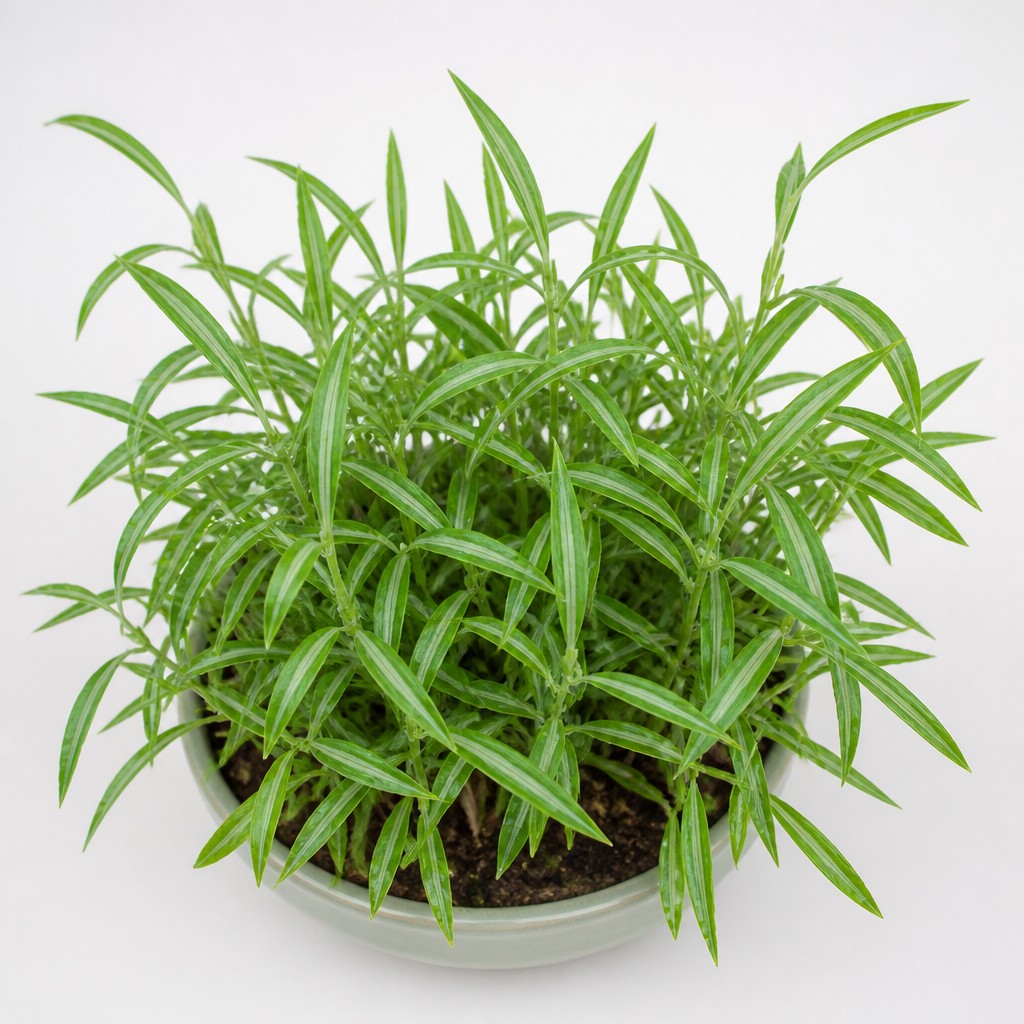 Japanese Stiltgrass