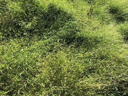 Japanese Stiltgrass