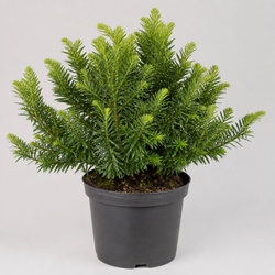 Japanese Yew Identification Guide