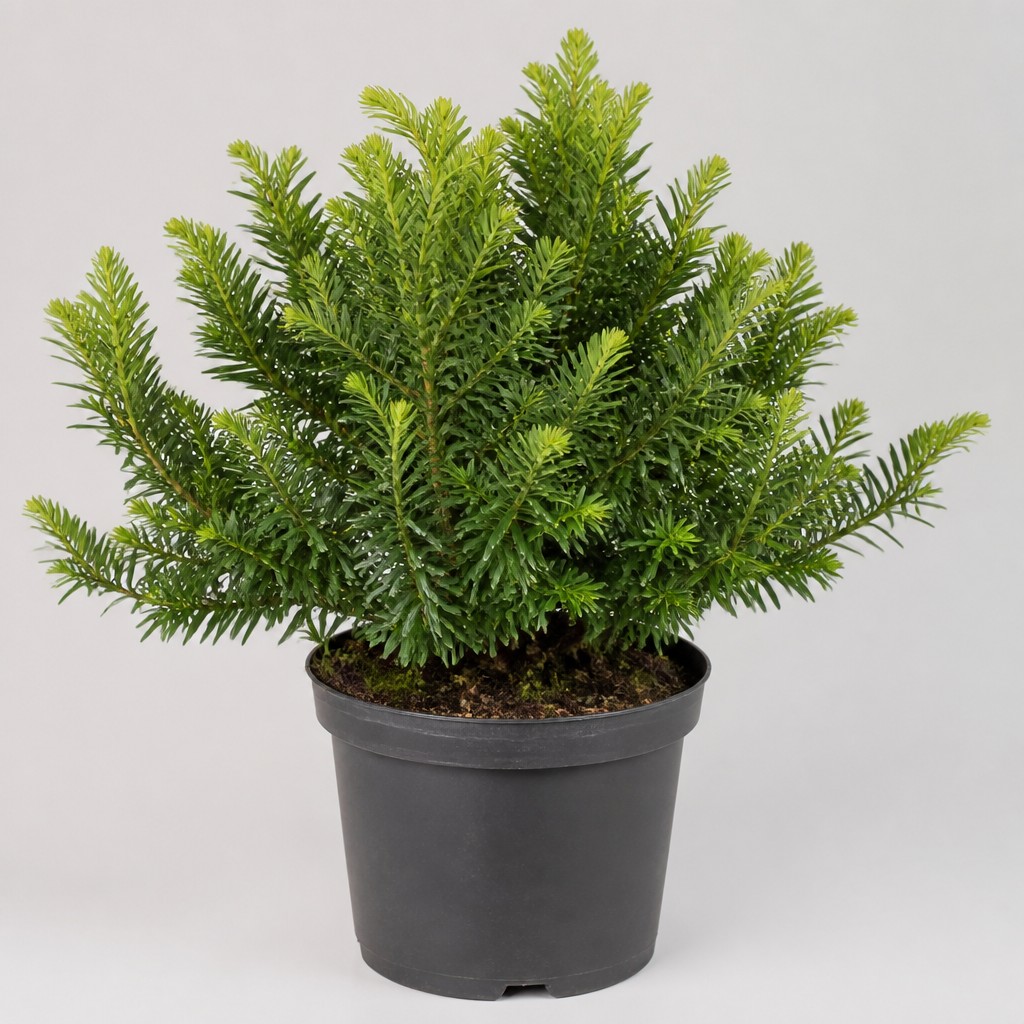 Japanese Yew