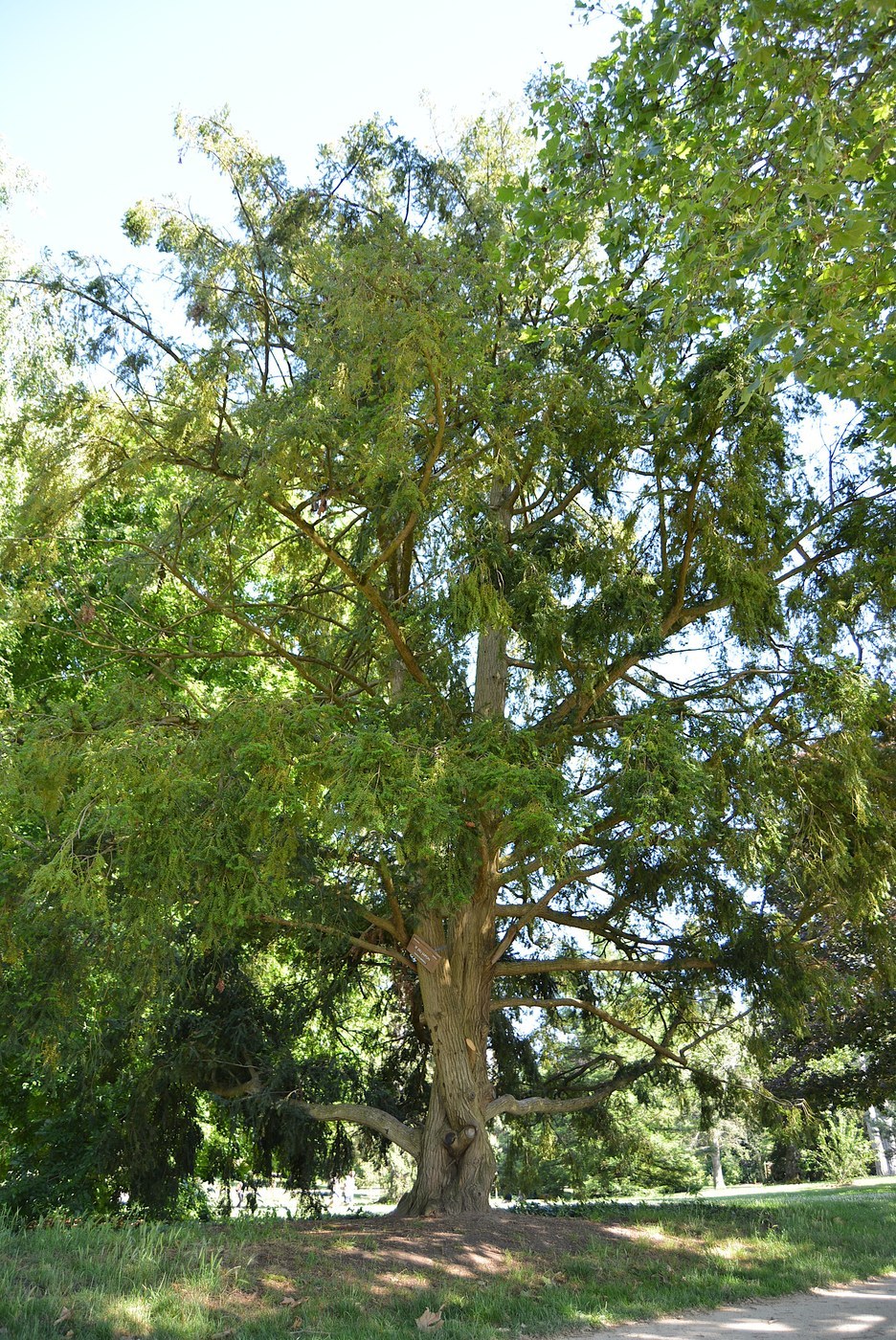 How to Care for Japanese Yew