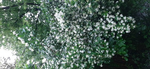Jasmine