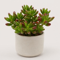 Jelly Bean Plant Identification Guide