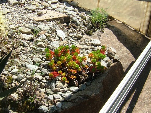 Jelly Bean Plant