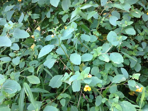 Jewelweed