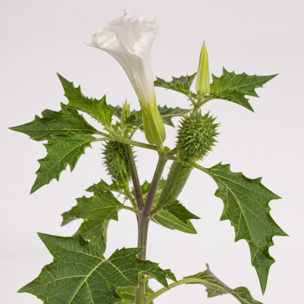 Jimsonweed
