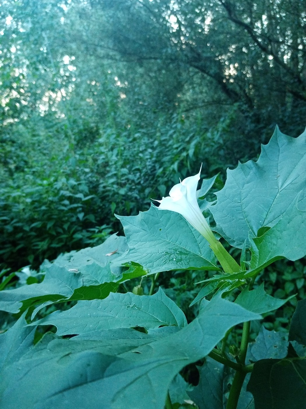 How to Care for Jimsonweed