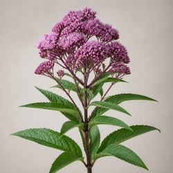 Joe-Pye Weed Identification Guide