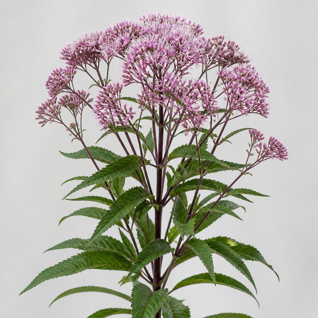 Joe-Pye Weed