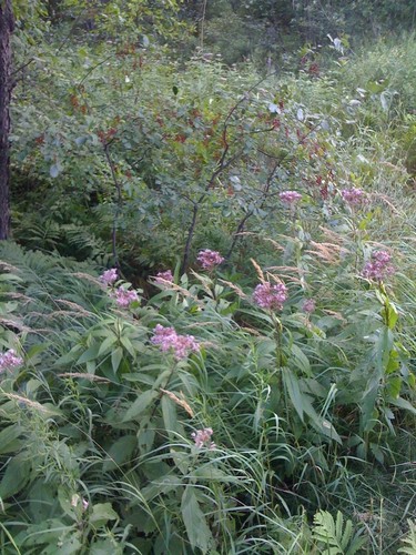 Joe-Pye Weed