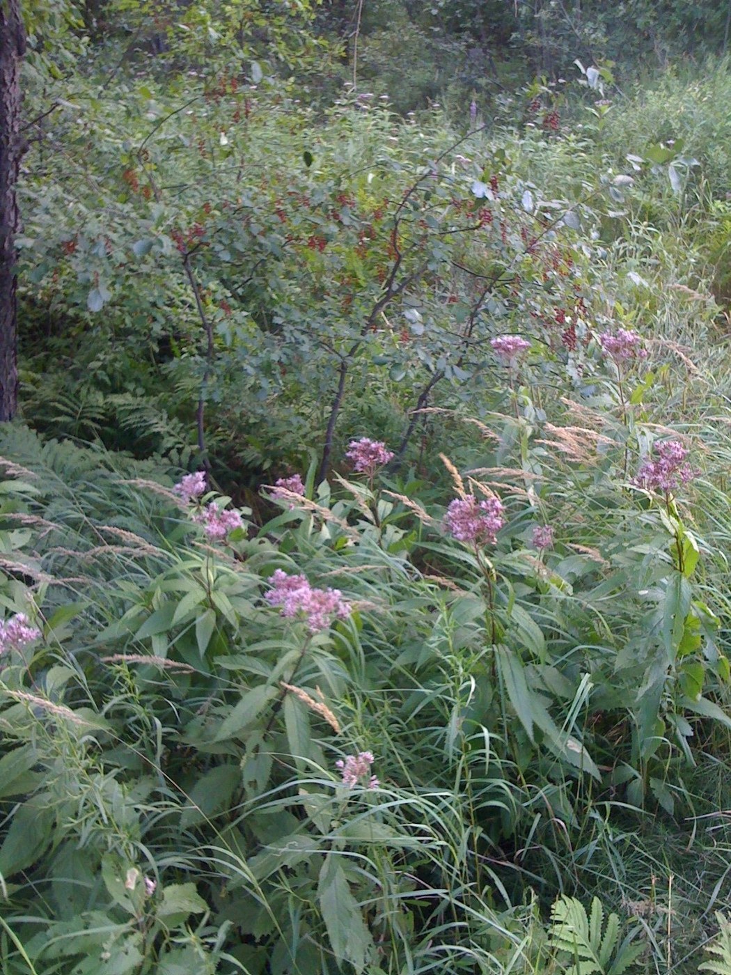 How to Care for Joe-Pye Weed