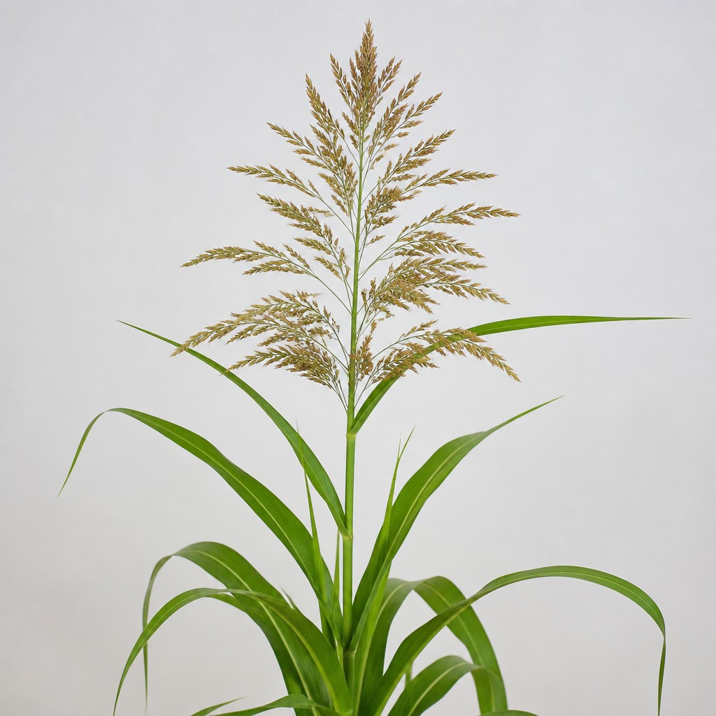Johnsongrass